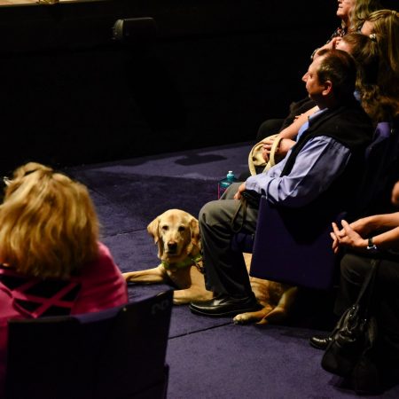 A guide dog looks at camera at it is seated in the theatre